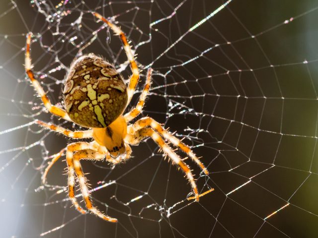 Крестовик (Araneus diadematus)