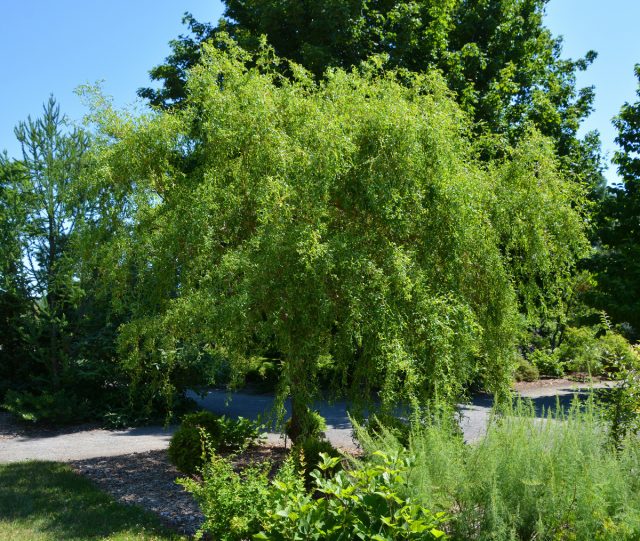Ива (Salix) Ива (Salix)