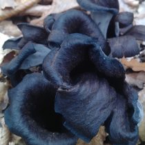 Чёрная лисичка, или вороночник рожковидный (Craterellus cornucopioides) Чёрная лисичка, или вороночник рожковидный (Craterellus cornucopioides)