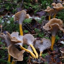 Лисичка трубчатая (Craterellus tubaeformis) Лисичка трубчатая (Craterellus tubaeformis)