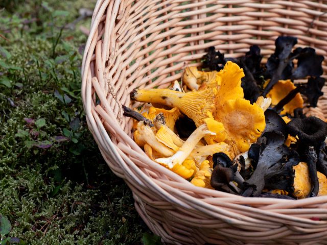 Какие бывают лисички и с чем не перепутать эти грибы? Какие бывают лисички и с чем не перепутать эти грибы?
