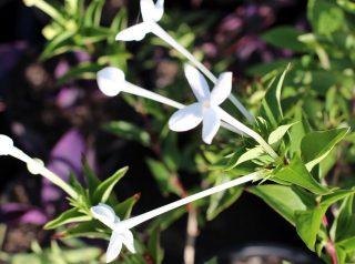 Бувардия длинноцветковая (Bouvardia longiflora)