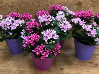 Бувардия домашняя (Bouvardia х hybrida) Бувардия домашняя (Bouvardia х hybrida)