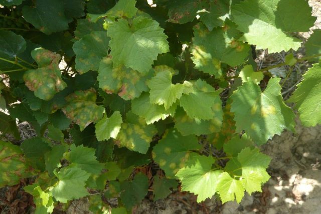 Милдью, или Ложная мучнистая роса, винограда