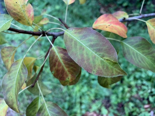 Причиной покраснения листьев груши может быть дефицит фосфора