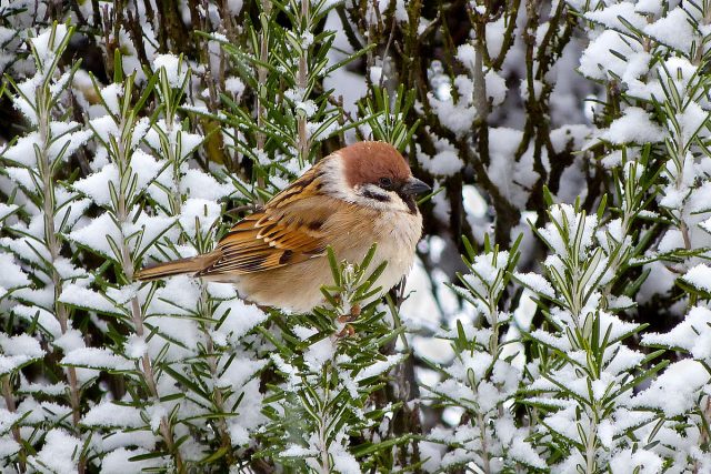 Полевой воробей (Passer montanus) Полевой воробей (Passer montanus)