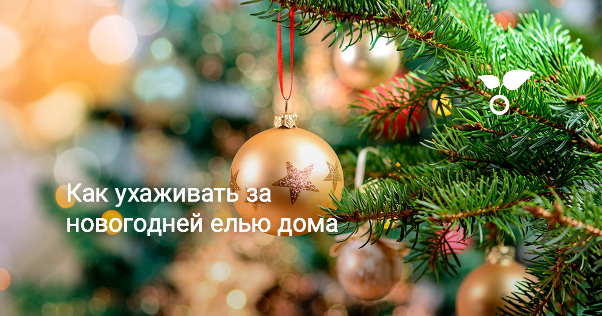 Новый Год Уход