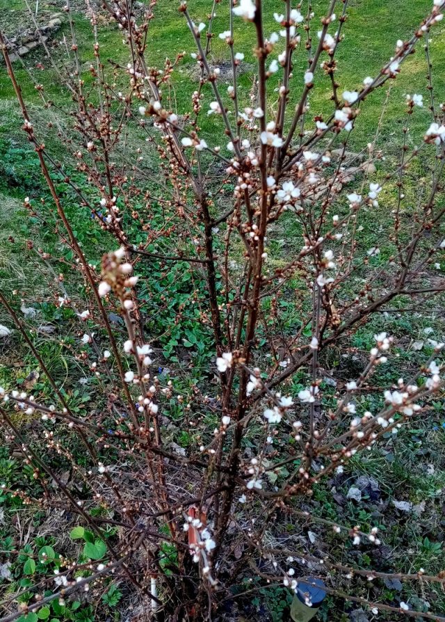 Начало цветения вишни войлочной на Кубани