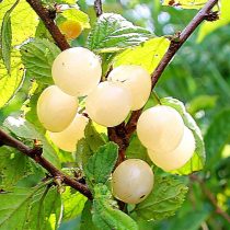 Войлочная вишня, сорт «Белая»
