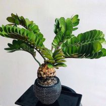 Замия шершавая (Zamia furfuracea) Замия шершавая (Zamia furfuracea)