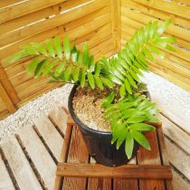 Замия карликовая (Zamia pygmaea) Замия карликовая (Zamia pygmaea)