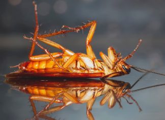 Чего боятся тараканы?
