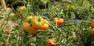 Интересные сорта помидоров «с историей», которые я выращивала