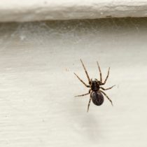 Черный домашний паук (Badumna insignis) 