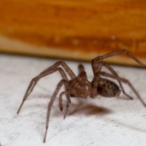 Домовый, или чердачный паук (Tegenaria domestica)