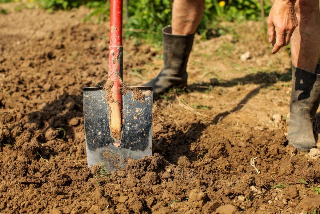Как улучшить тяжелую глинистую почву?