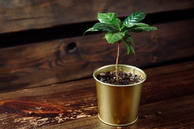Для кофейного дерева более прост и продуктивен метод черенкования