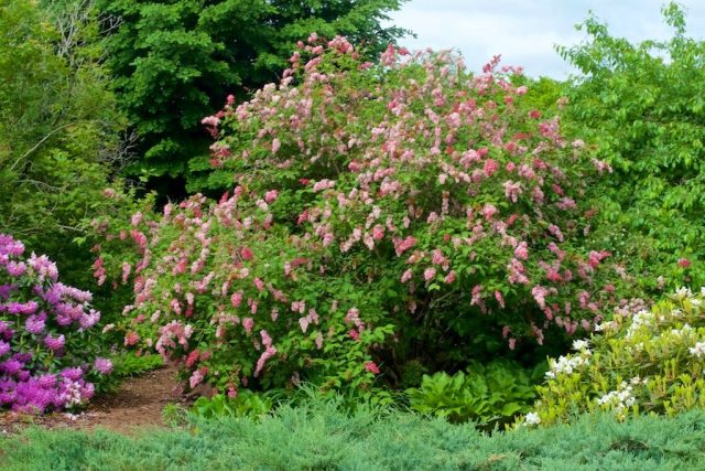 Сирень Престон (Syringa x prestoniae) Сирень Престон (Syringa x prestoniae)