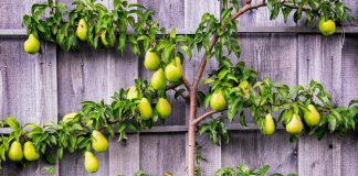 Оригинальные способы выращивания плодовых в неподходящих условиях