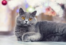 Самые интересные и популярные породы короткошерстных кошек