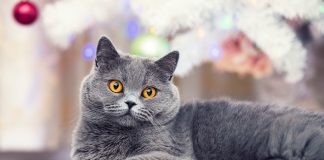Самые интересные и популярные породы короткошерстных кошек