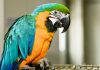 Содержание попугаев — чем кормить и как научить разговаривать?