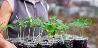 9 веских причин, чтобы выращивать свою рассаду