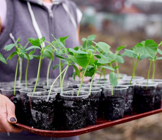 9 веских причин, чтобы выращивать свою рассаду