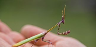 Эмпуза полосатая — удивительное насекомое-хищник