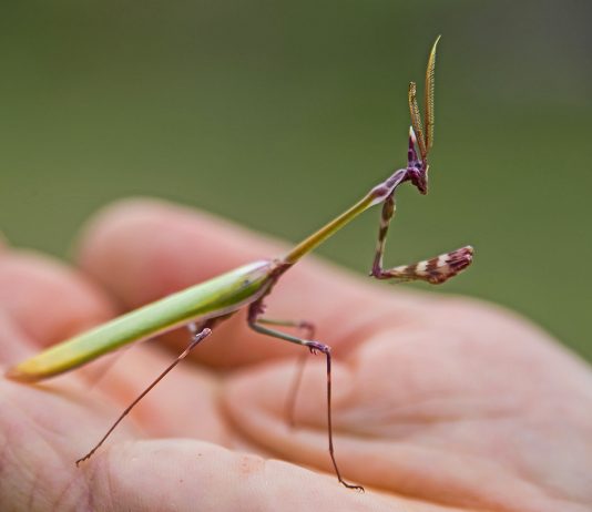 Эмпуза полосатая — удивительное насекомое-хищник