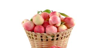 Колонновидные яблони — как выбрать сорт и получить богатый урожай