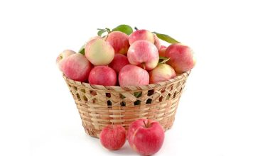 Колонновидные яблони — как выбрать сорт и получить богатый урожай