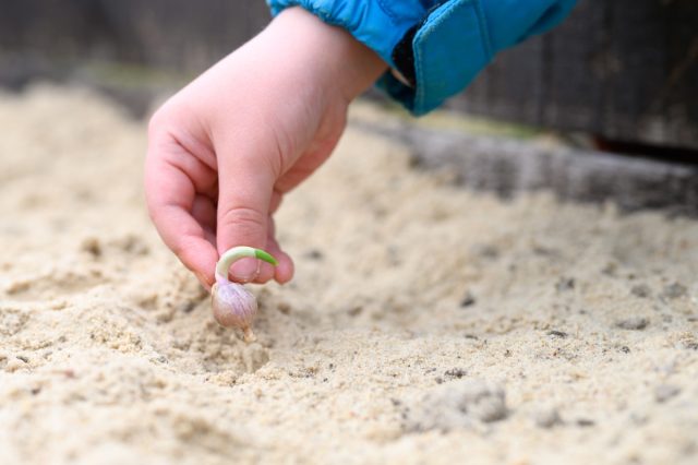 Основной эффект, который оказывает песок, внесенный в почву – это повышение её рыхлости