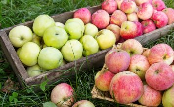 Выбираем идеальный сорт яблони — 10 частых вопросов и ответов