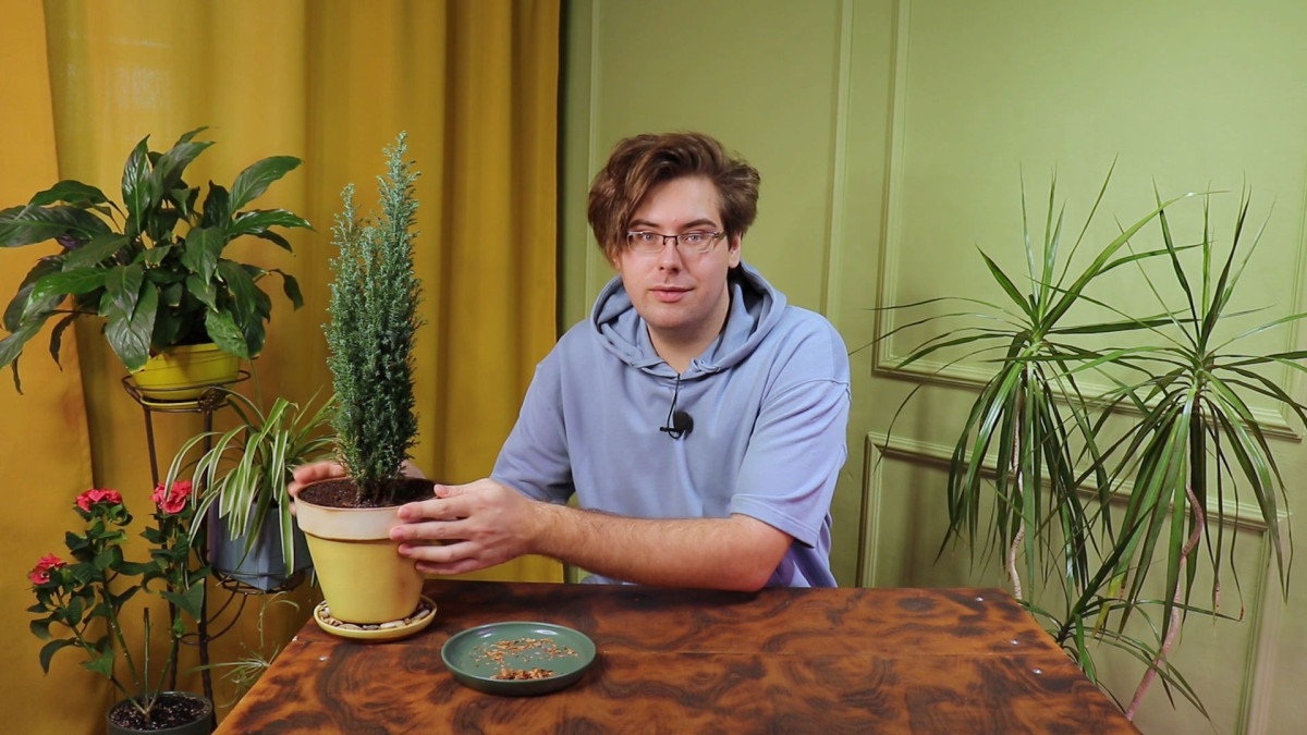 вырастить марихуану из семян