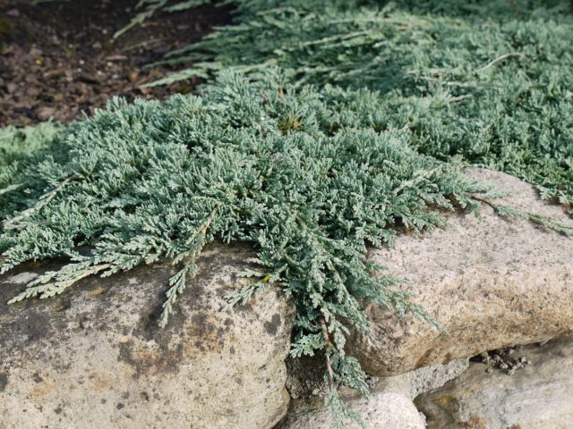 Можжевельник горизонтальный «Айс Блю» (Juniperus horizontalis 'Icee Blue')