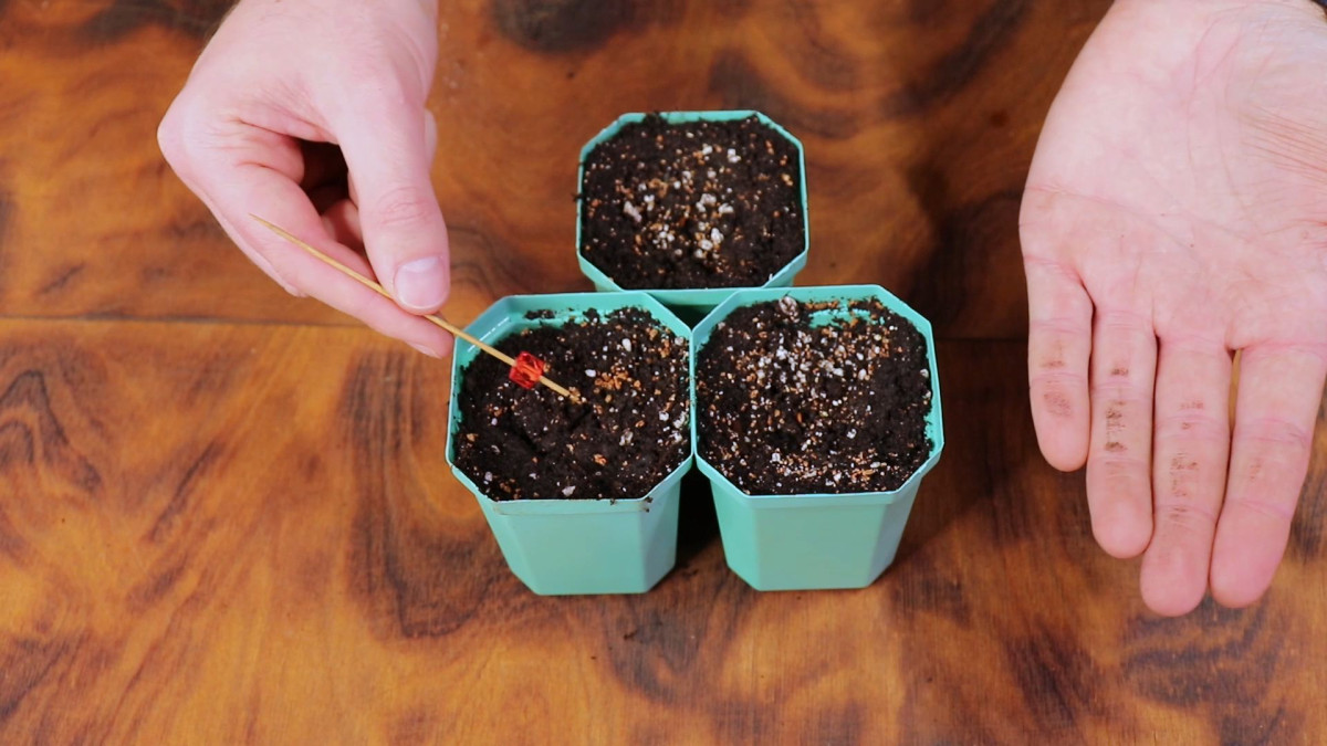 Как посадить герань семенами
