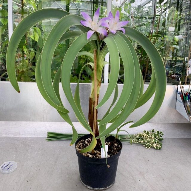 Worsleya Planting Guide for Winter Gardening Worsleya noble (Worsleya procera)