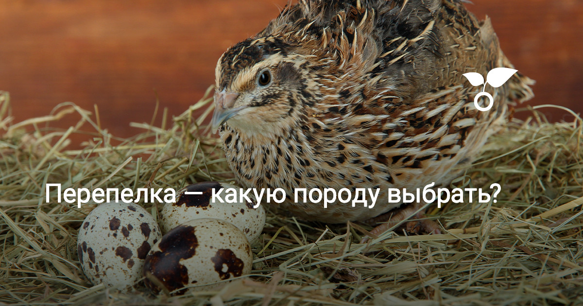 ПЕРЕПЕЛ (Coturnix coturnix)